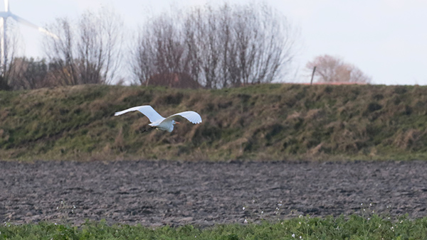 Grote Zilverreiger